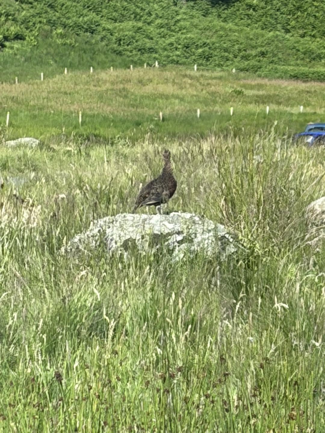Full-Day Aberdeenshire Habitats Birding Tour