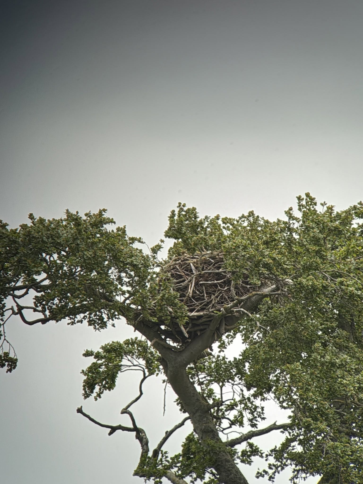 Two-Day North-East Scotland Birding Weekend