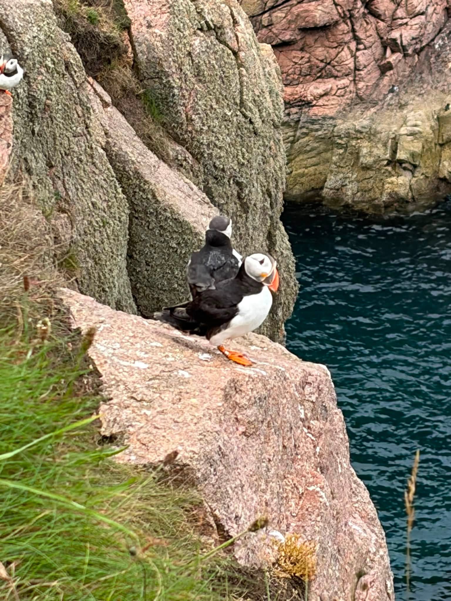 Aberdeenshire Puffin and Breeding Seabird Tour
