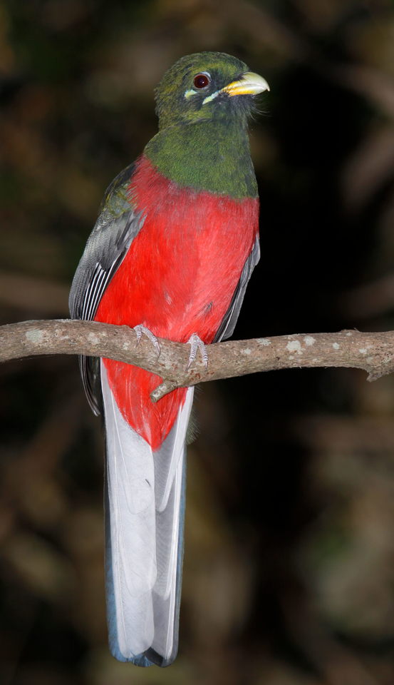 Mariepskop Forest Birdwatching Tour with Bedneck Maibela