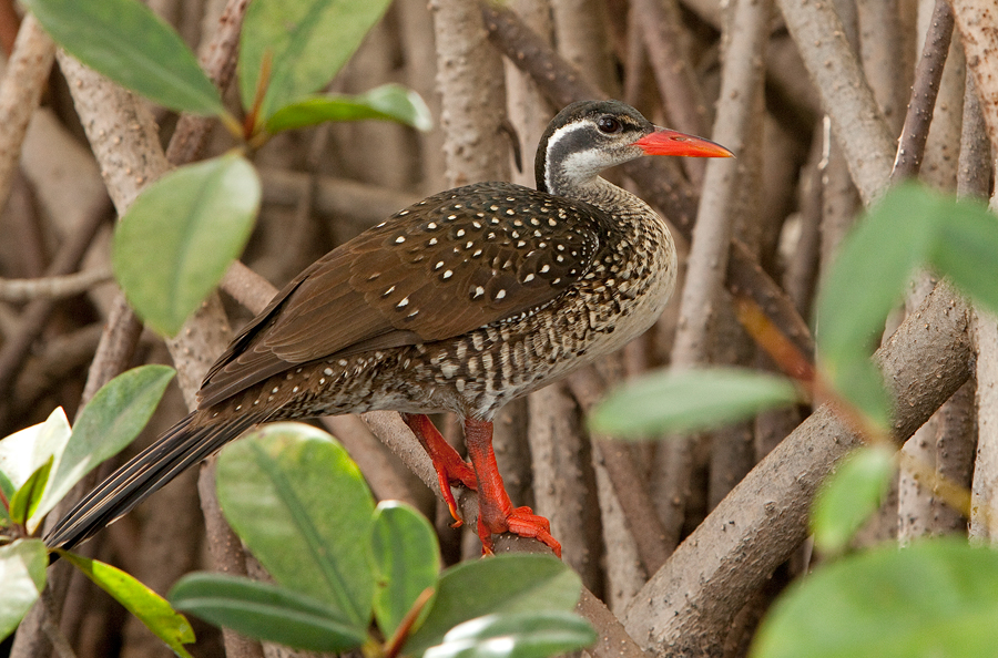Blyde River Canyon Birding Tour with Bedneck Maibela