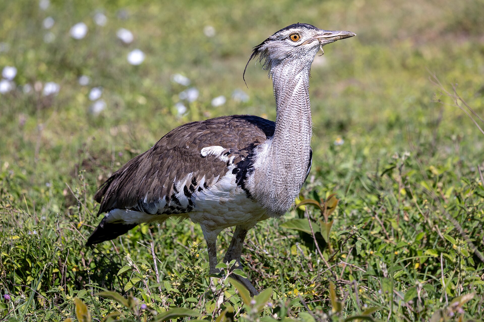 Full-Day Kruger National Park Birding Safari with Bedneck Maibela