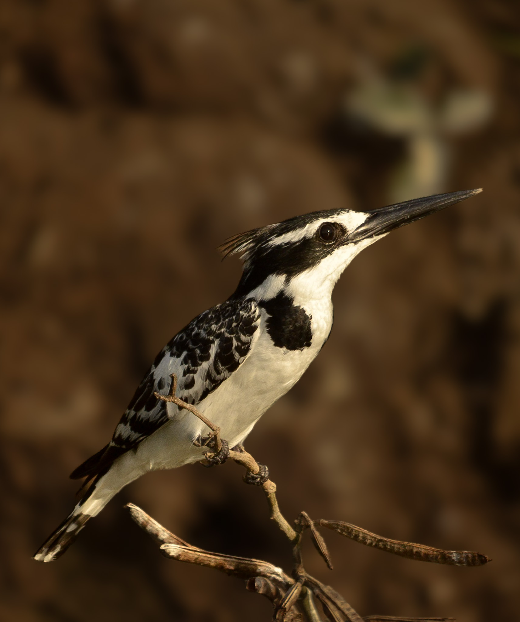 1-Day Mabamba Shoebill Birding Tour with Brian Batsurana