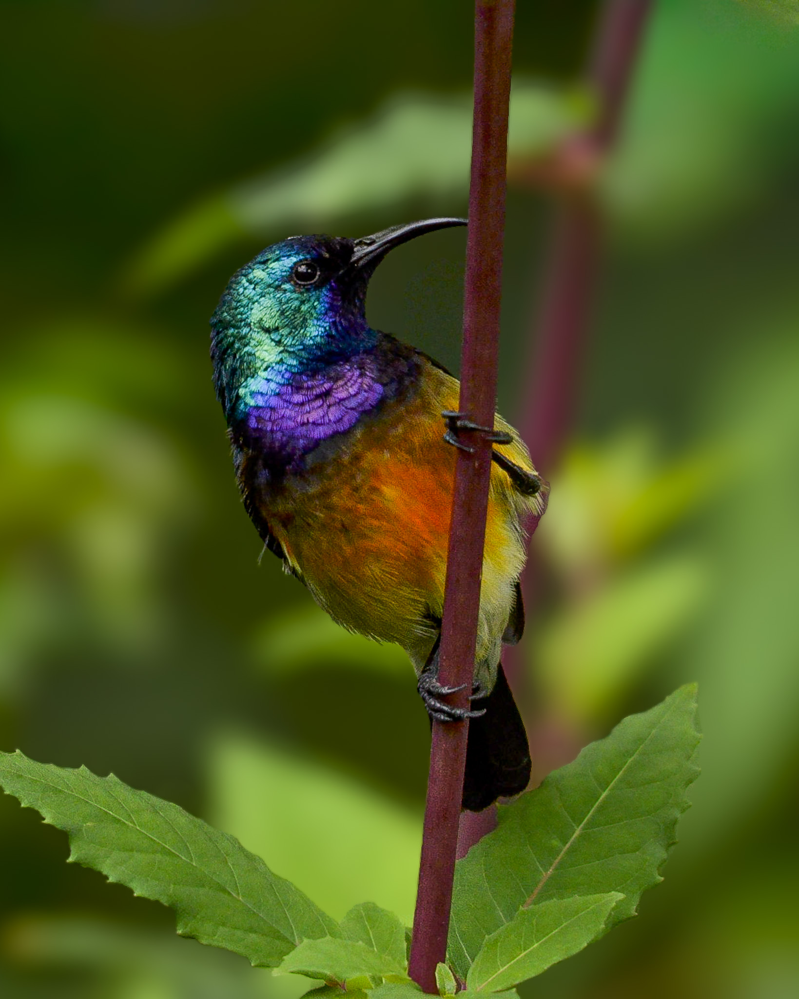 2-Day Mabamba and Botanical Garden Birding Tour with Brian Batsurana
