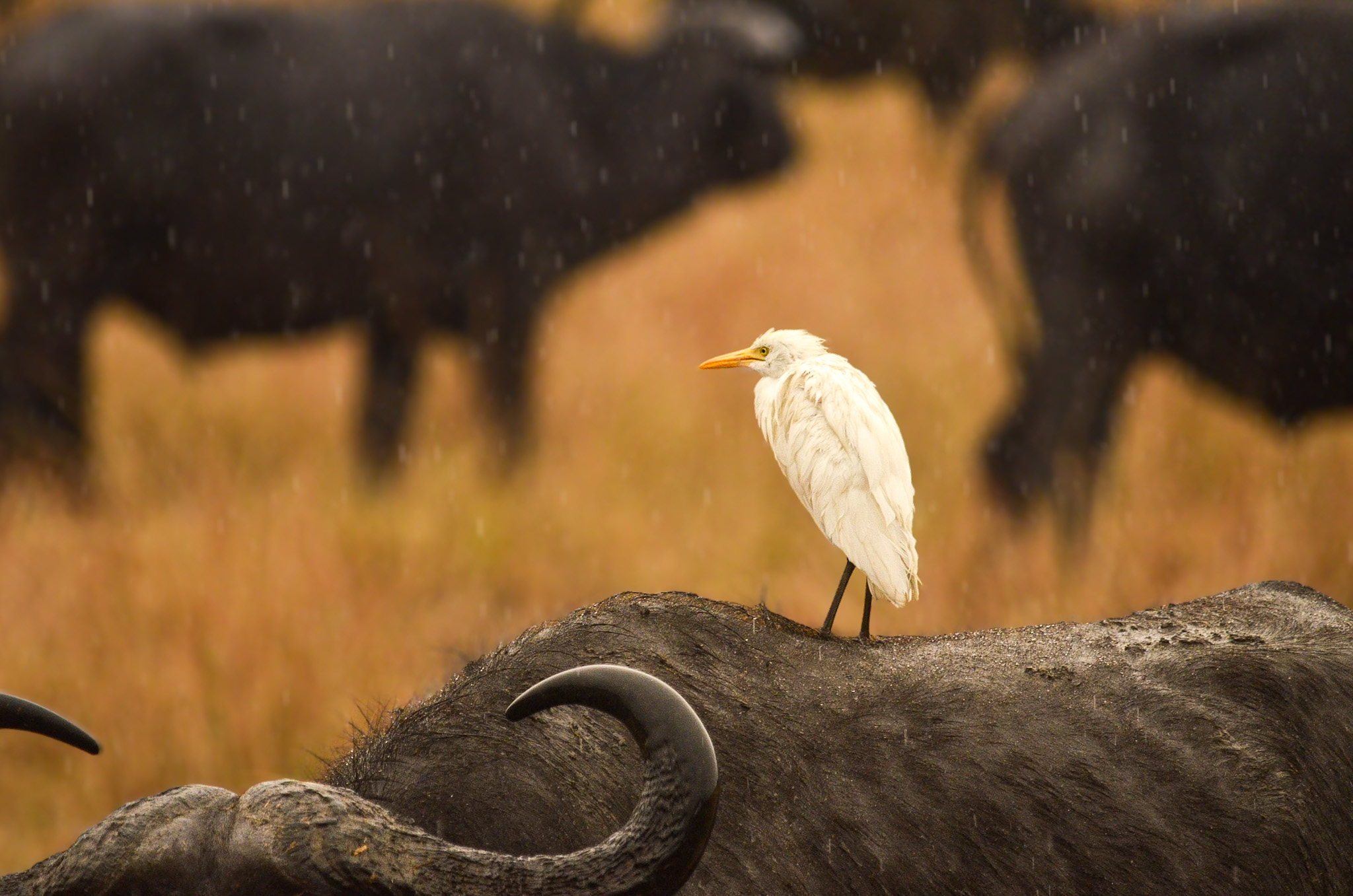 8-Day Uganda Primates and Birding Safari with Brian Batsurana