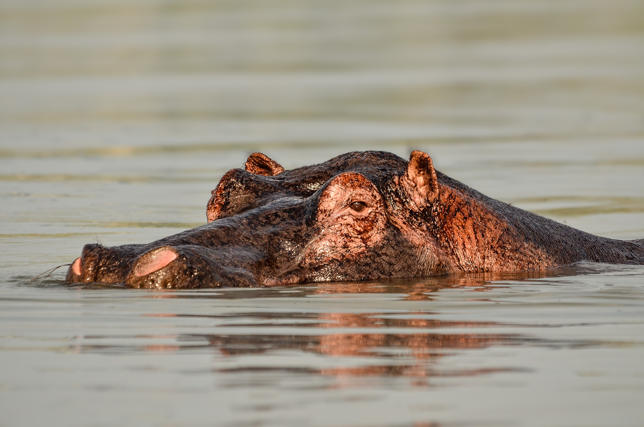 14-Day Uganda Classic Birding Tour with Wildlife with Brian Batsurana