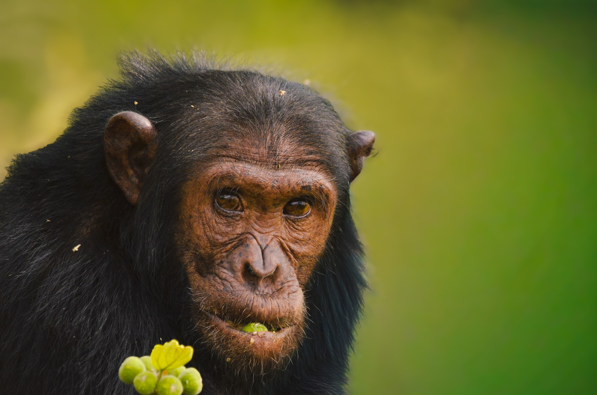 21-Day Uganda Birding, Wildlife and Primates Safari with Brian Batsurana