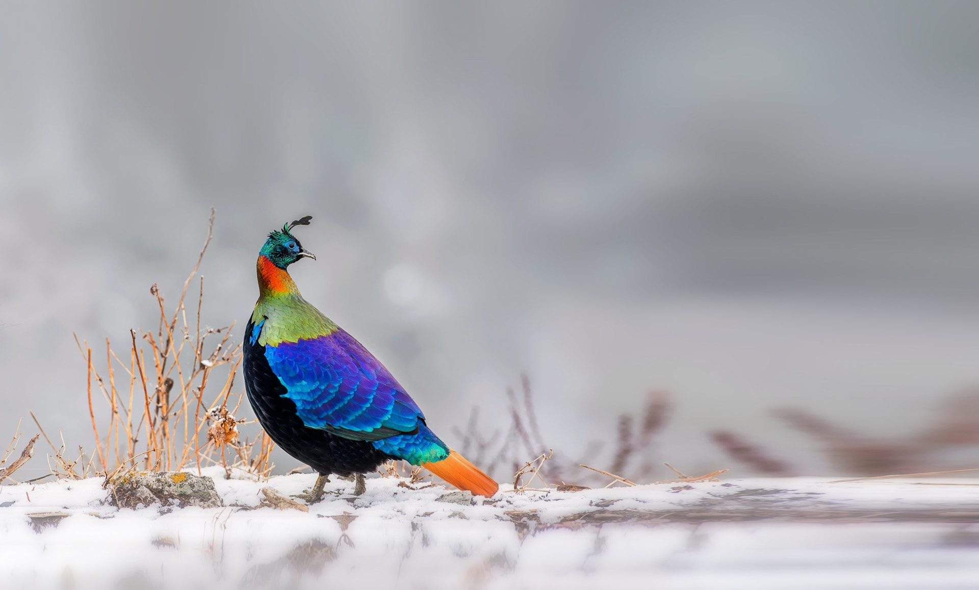 Birds of Chopta, Kedarnath Wildlife Sanctuary