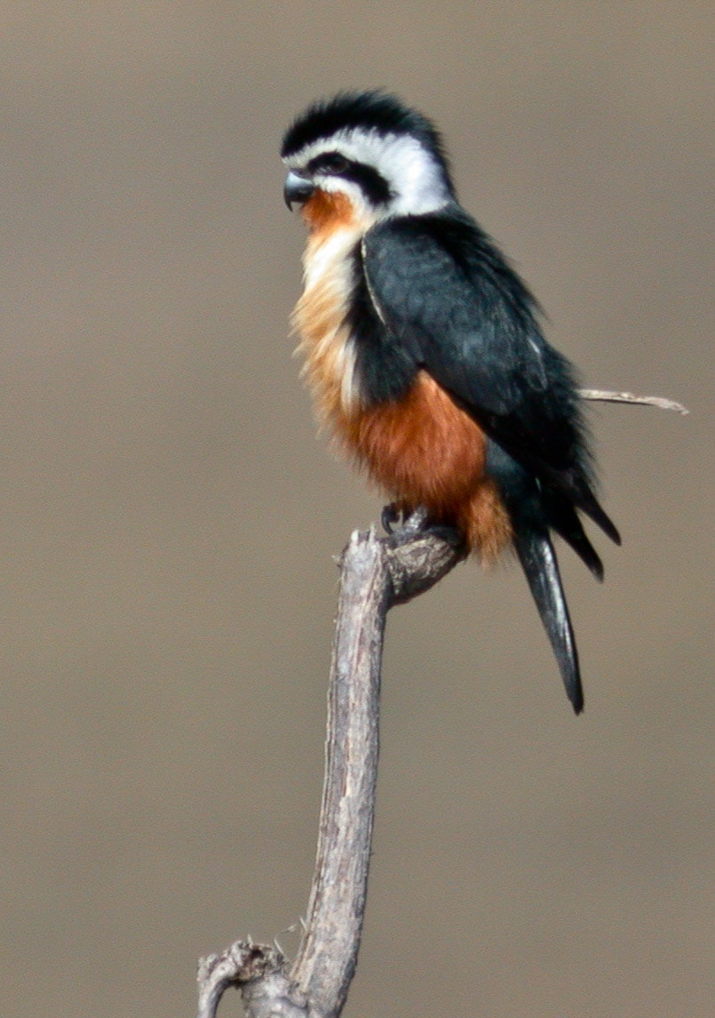 Endangered Birds & Wildlife of Manas and Meghalaya
