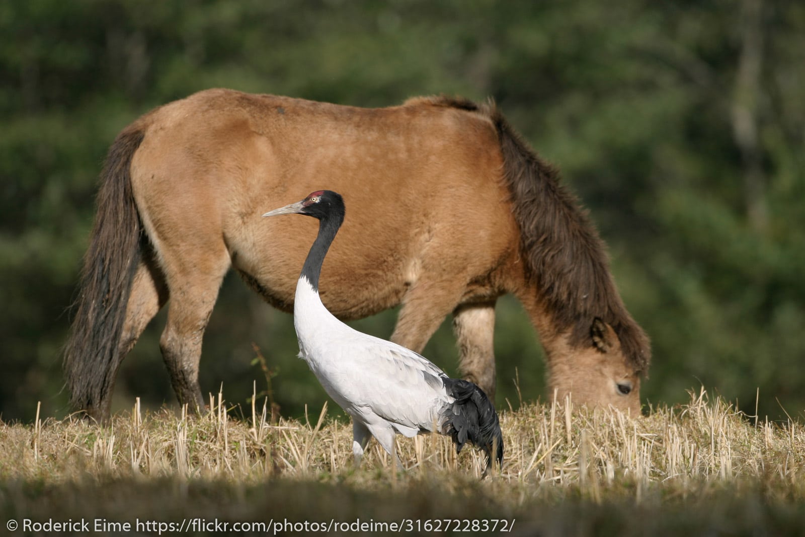 From Floricans to Cranes: Monsoon and the Tibetan Plateau