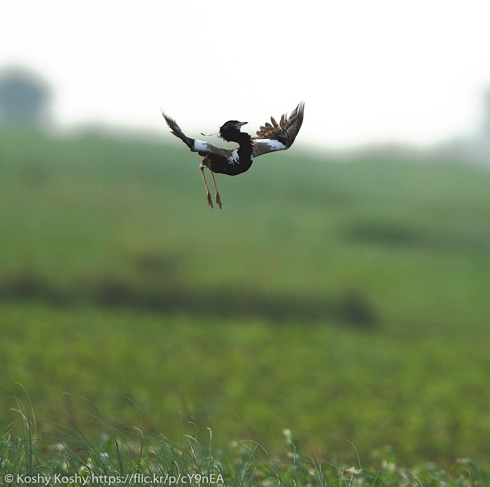 Lesser Florican & other Birds of the Monsoon