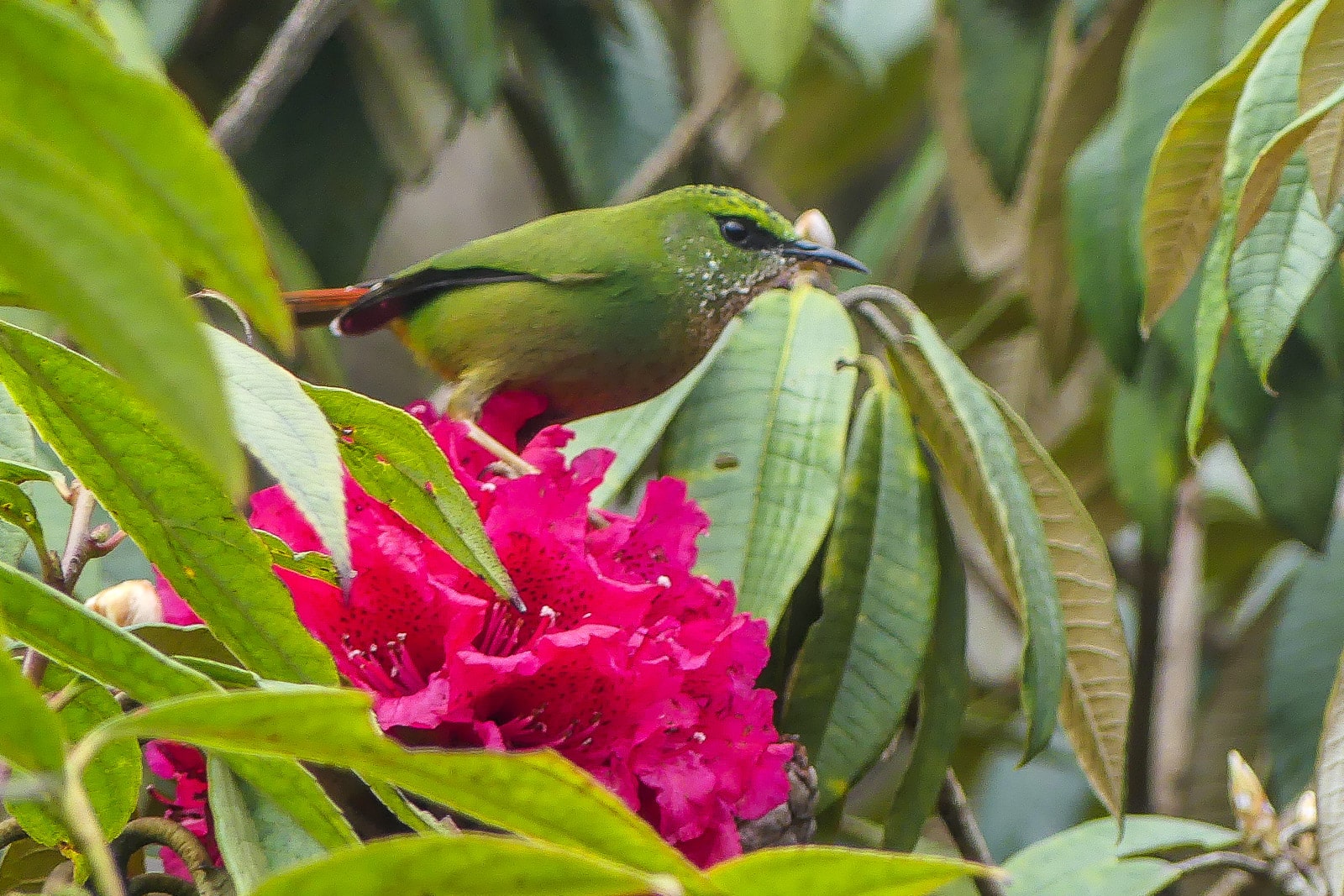 North Sikkim Birds