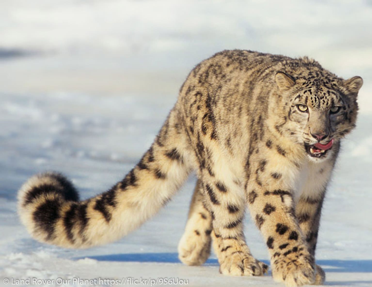 Snow Leopard Special in Ladakh