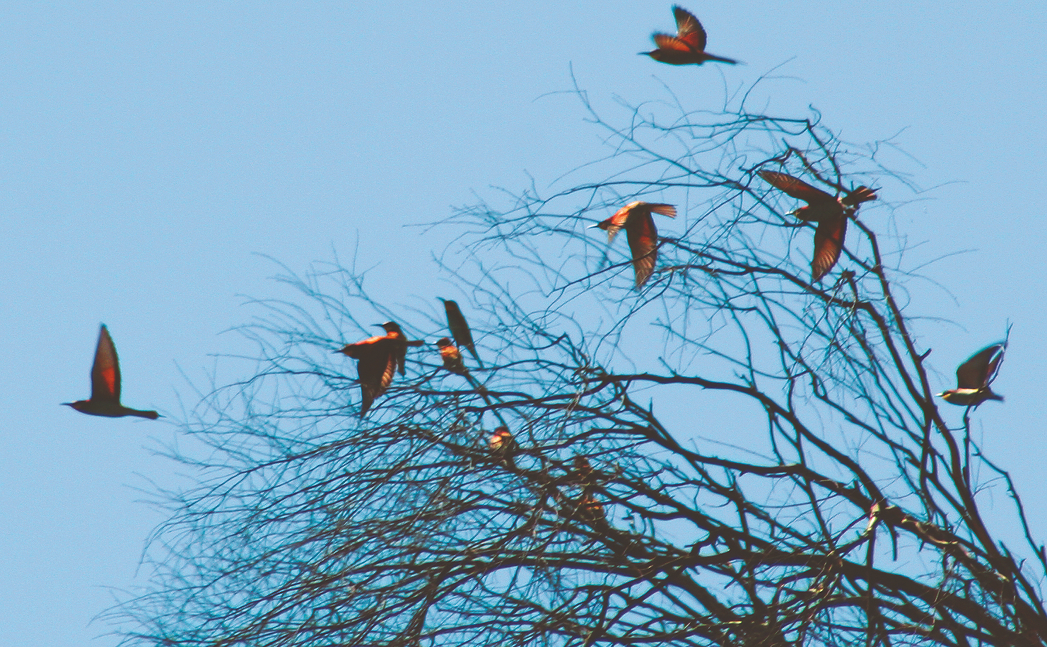 Bespoke Iberian Birding, Wildlife and Back-Roads Tour
