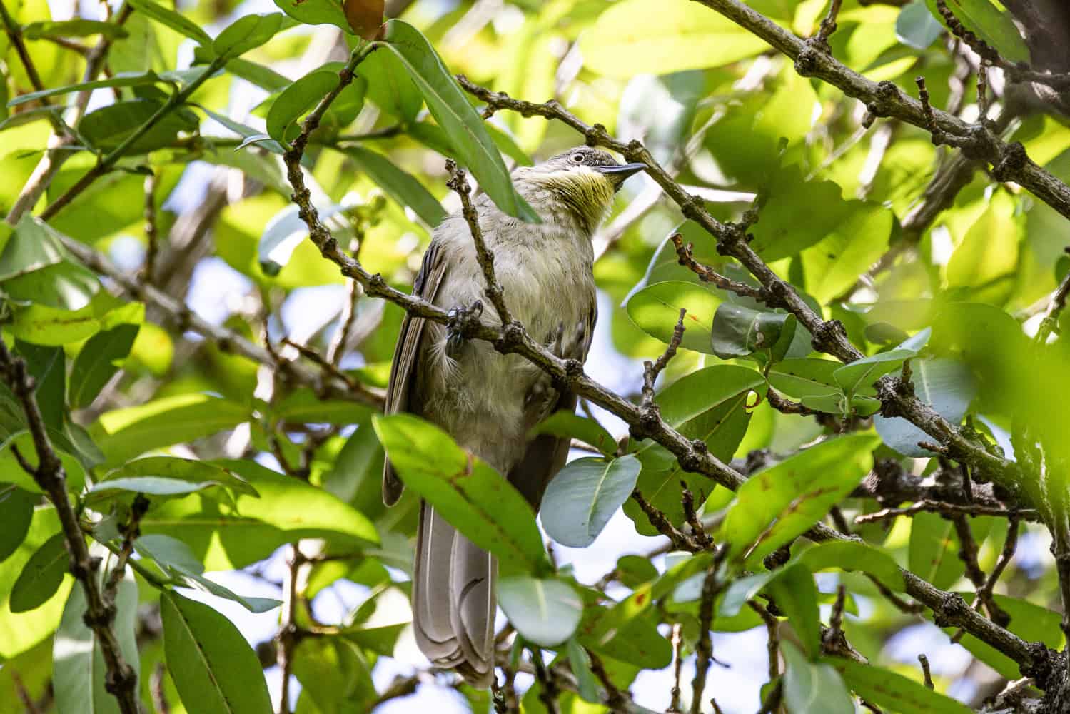 Avifauna Namibia: The Ultimate Birding Tour