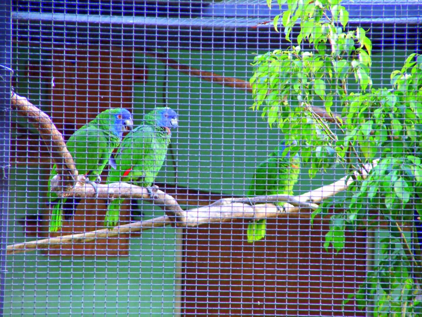 Syndicate Nature Trail Dominica Birding with Dr. Birdy