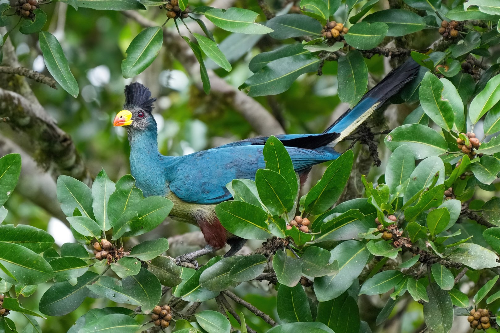 5-Day Uganda Birding Safari