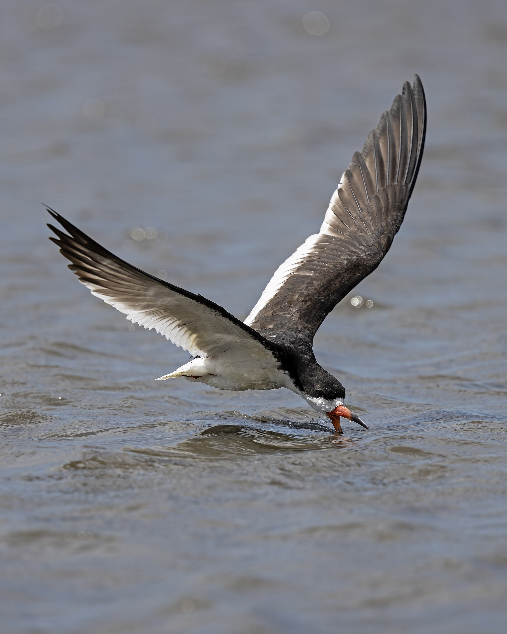 La Antigua River and Coastal Birding Tour