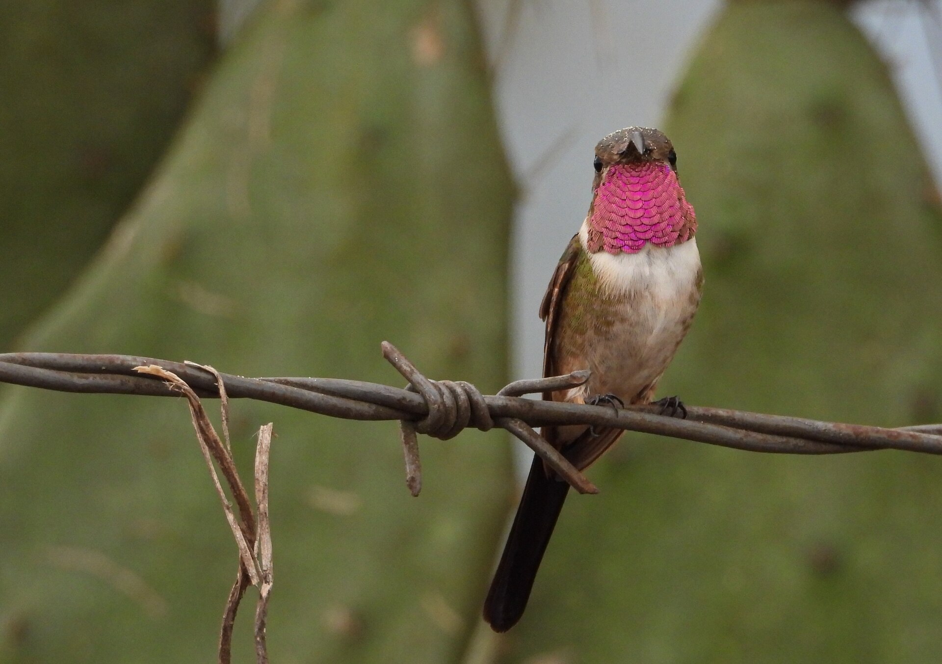 Playa Juan Ángel and Río San Isidro Birding Tour
