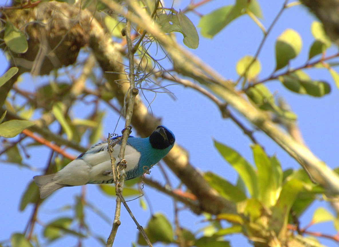 Minca Foothills Birding Day Trip
