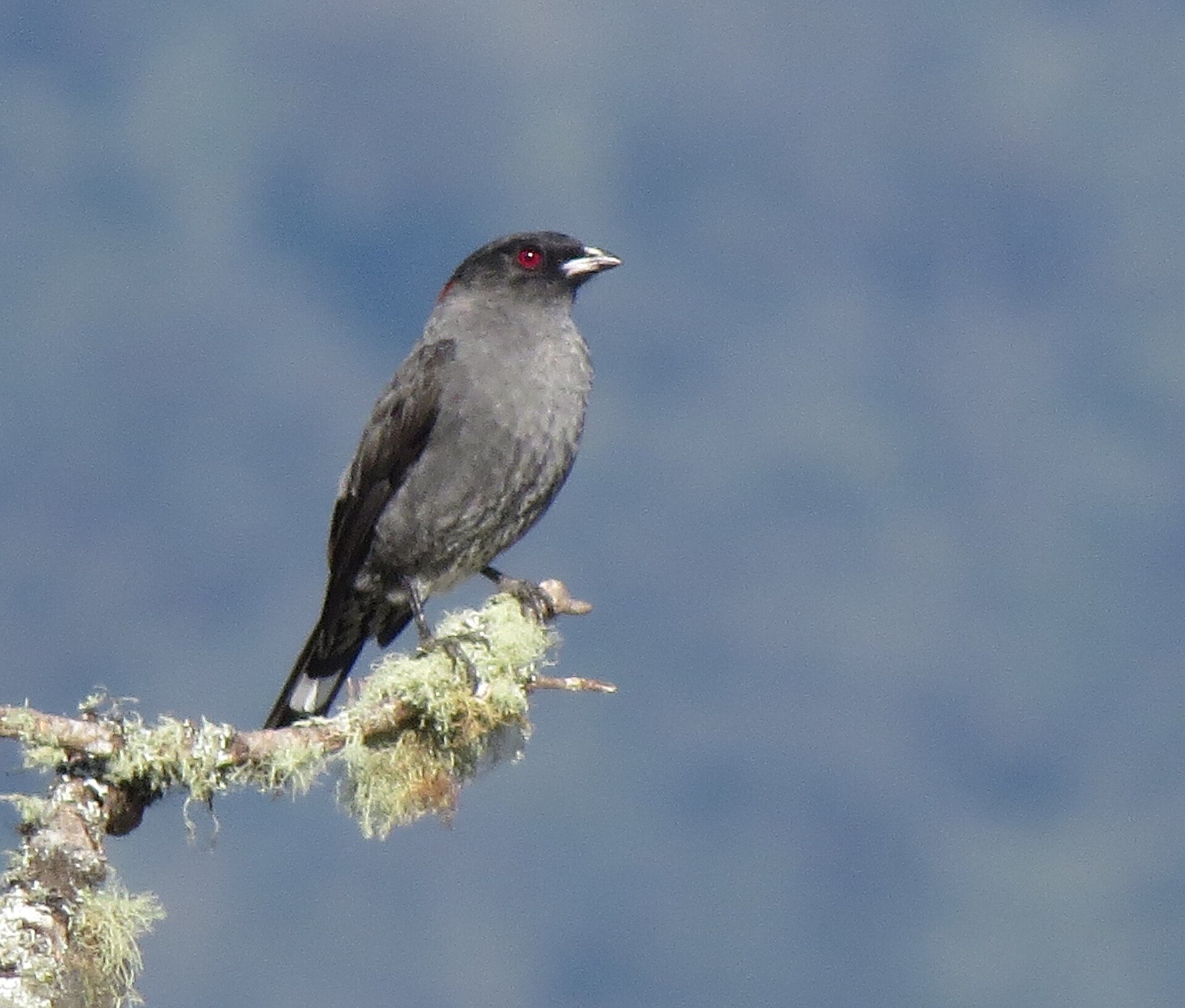 13-Day Northern Colombia Birding Trail