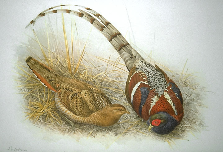 Tour image