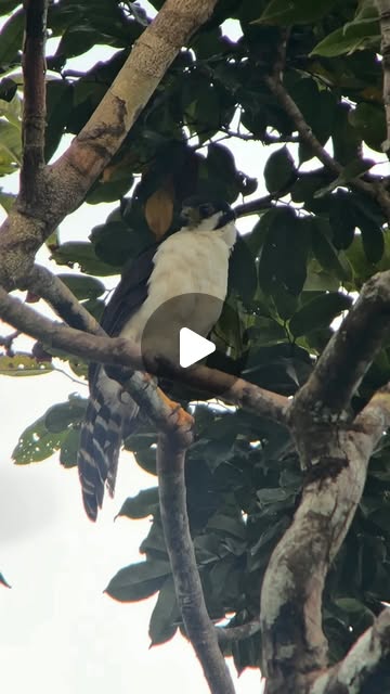 Private Villavicencio and Meta Birding with Elvis Felipe Quintero