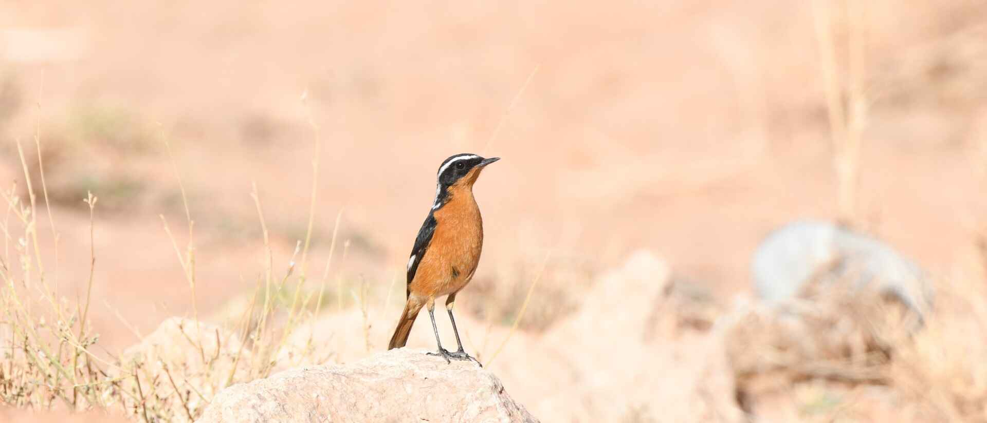 12 Days Birding MOROCCO - The endemics of the Maghreb from the Atlas Mountains to the Sahara and the Atlantic Coast