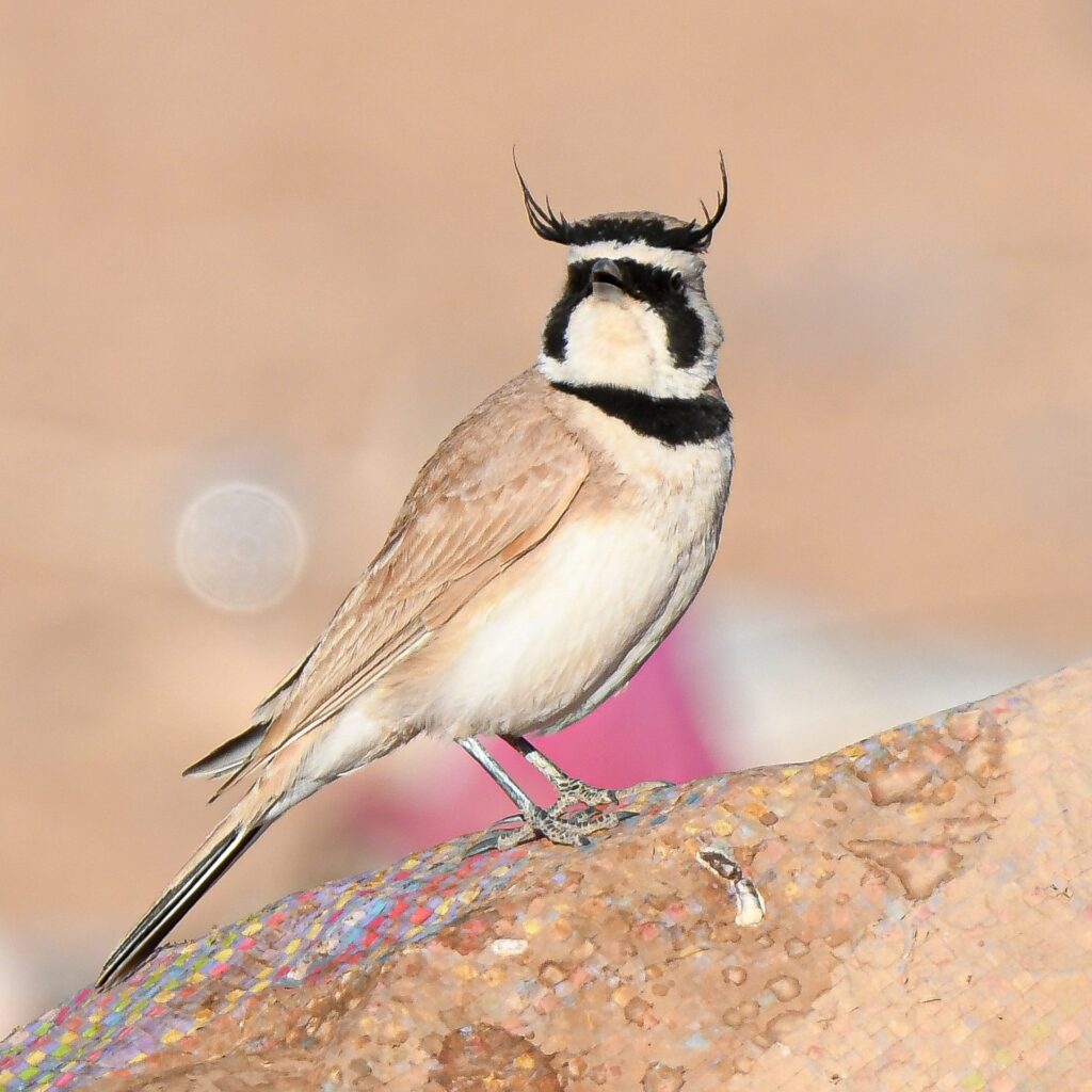 Birdwatching to Atlas Mountains & Tagdilt Track & Atlantic Coast