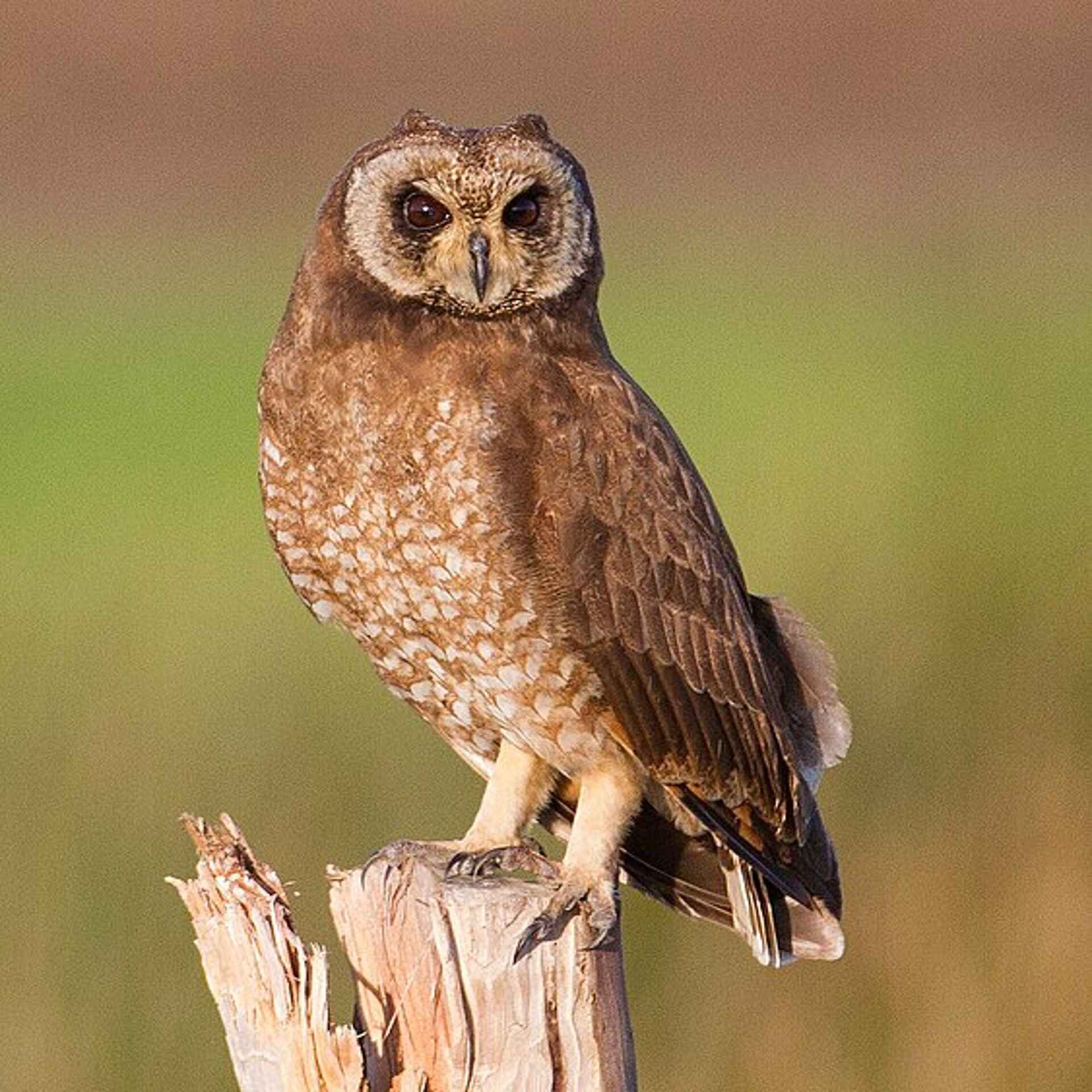 Birdwatching tours To The Northern of Morocco & Zaida plain