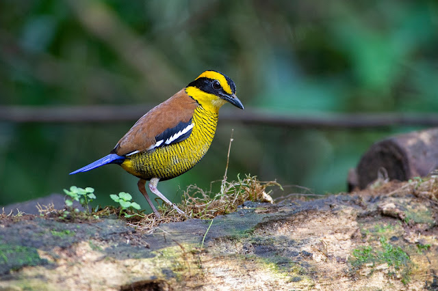 Private Custom Sabah Birding Itinerary with Jason Bugay Reyes