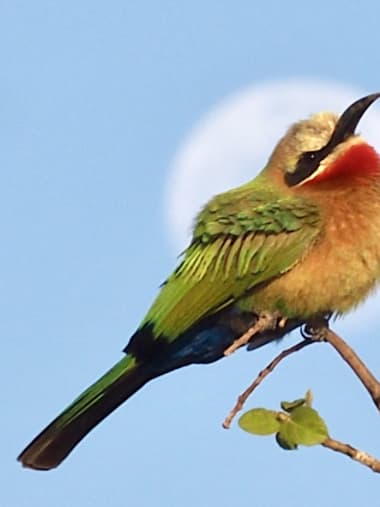 Private Kruger and Lowveld Birding Safari with Kirsten Keun