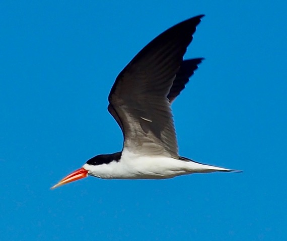 Private Victoria Falls and Zambezi Birding with Kirsten Keun
