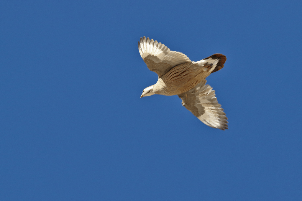 2 Day Trip - Greater Caucasus