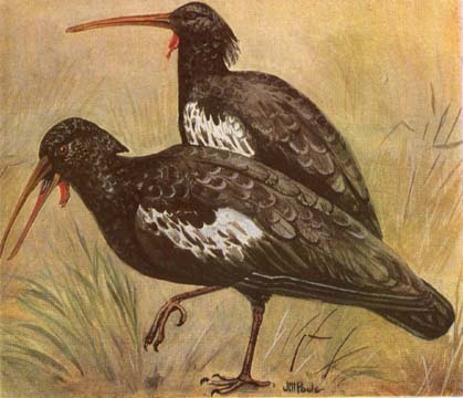 Southern Ethiopia Birding Tour with Surprise Ethiopia Tours