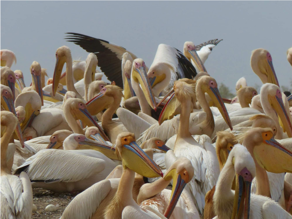 Private Senegal Birding Circuit with Mohamedine Seck