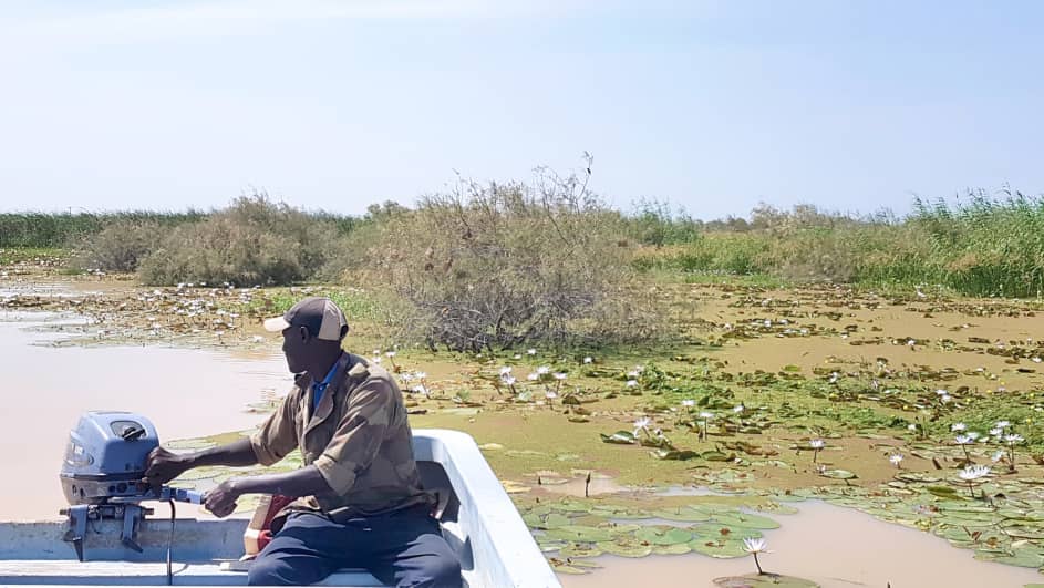 Private Djoudj Pirogue Birding and Wildlife Excursion