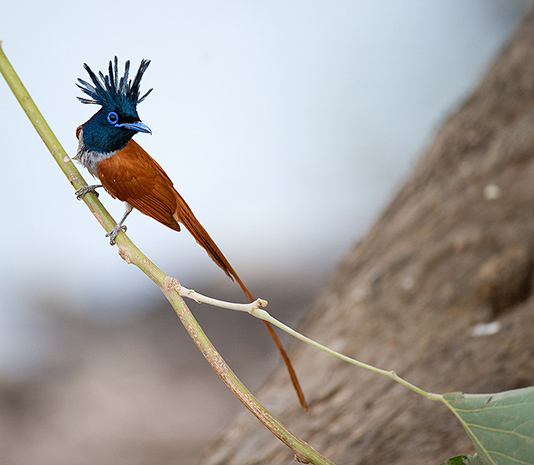 16-Day North India Birds, Tigers & Taj Mahal with Nikhil Devasar