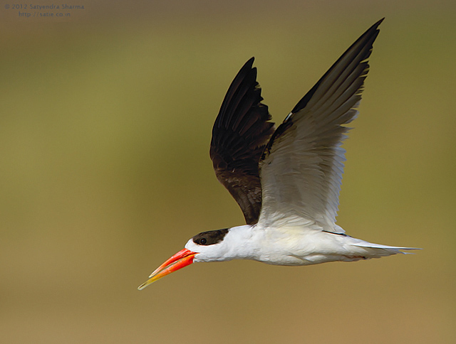 5-Day Taj Mahal & Indian Skimmer Birding with Nikhil Devasar