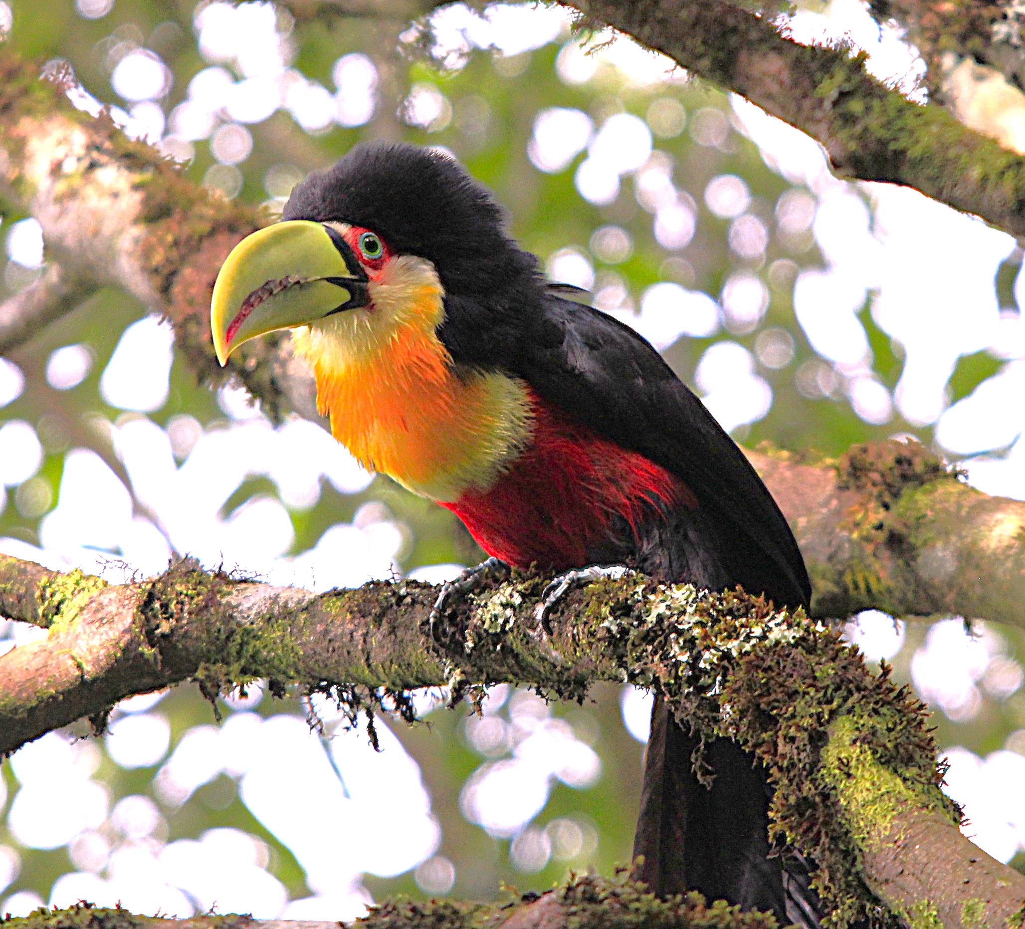 Osorio and Maquine Birdwatching Route with Roberto Botelho