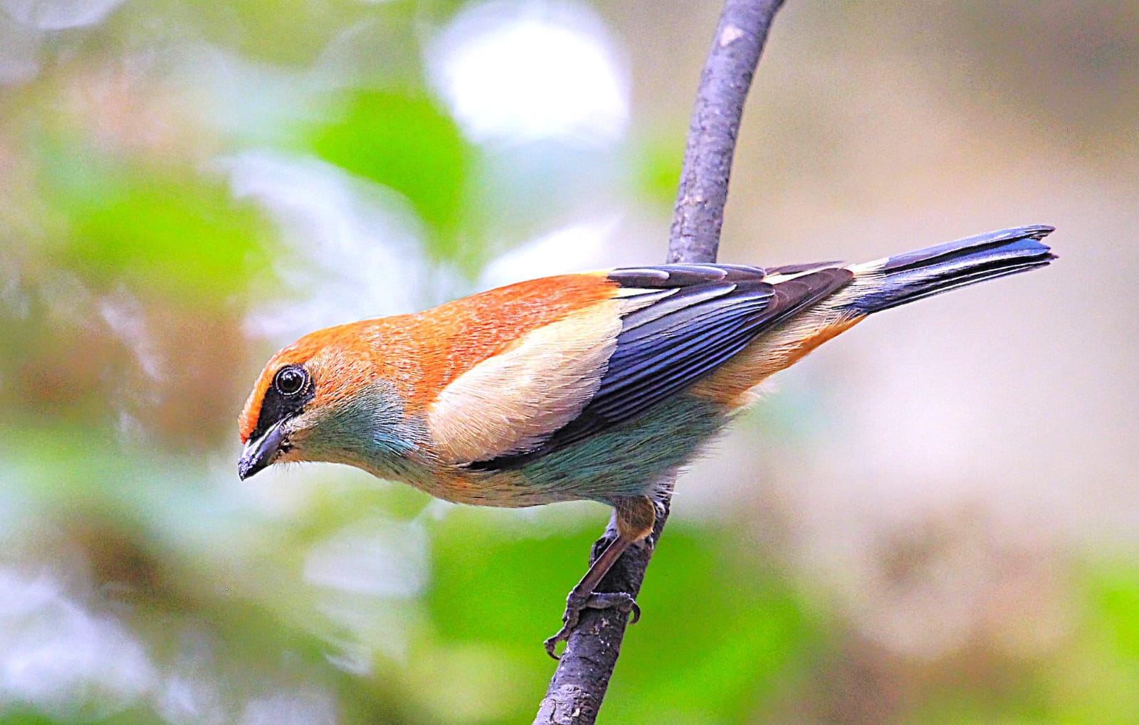 Lagoa do Peixe Birdwatching with Roberto Botelho