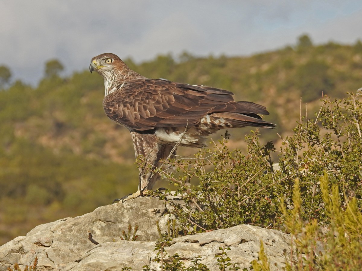 Private Valencia Bird Photography Hide Day Trip