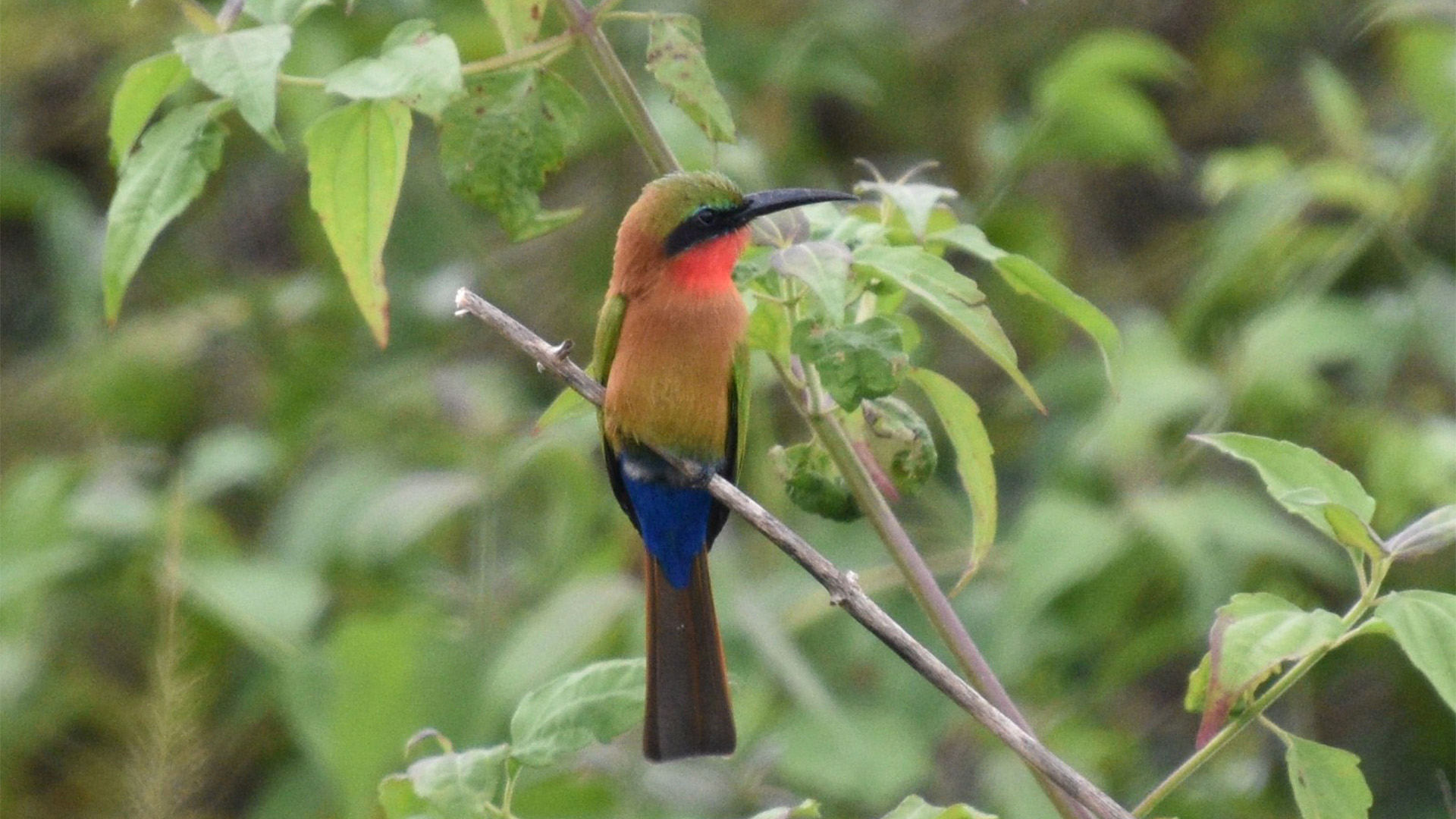 16-Day Uganda Mixed Ecosystems Popular Birding Safari