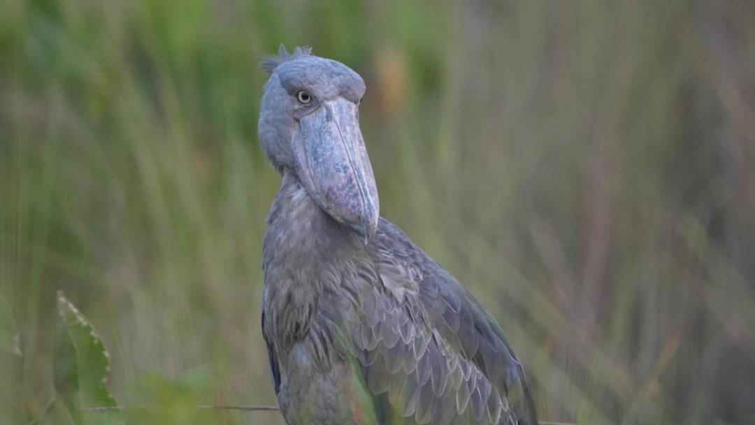 16-Day Uganda Mixed Ecosystems Popular Birding Safari