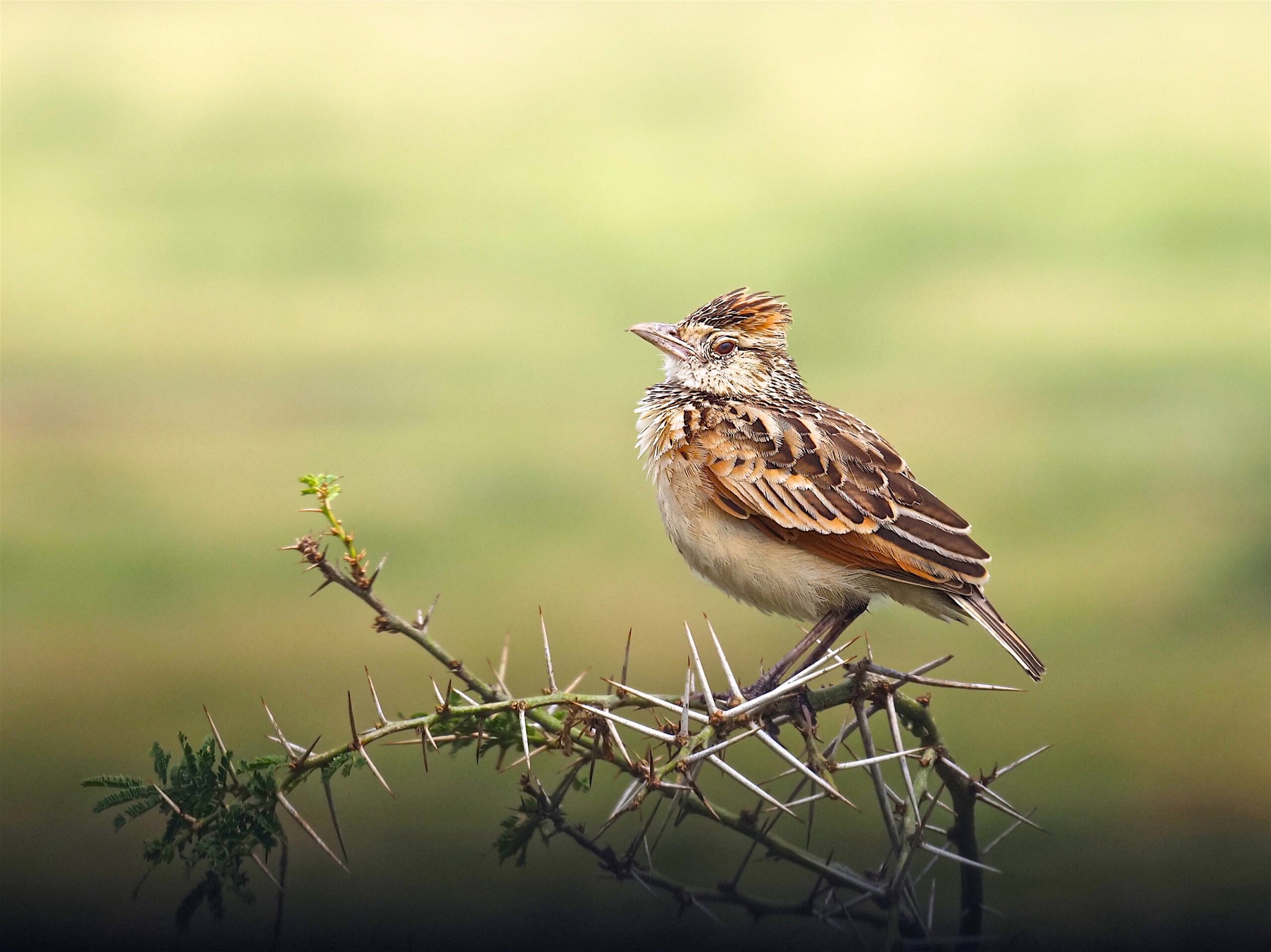 6-Day Kidepo and Murchison Semi-Arid Savanna Birding