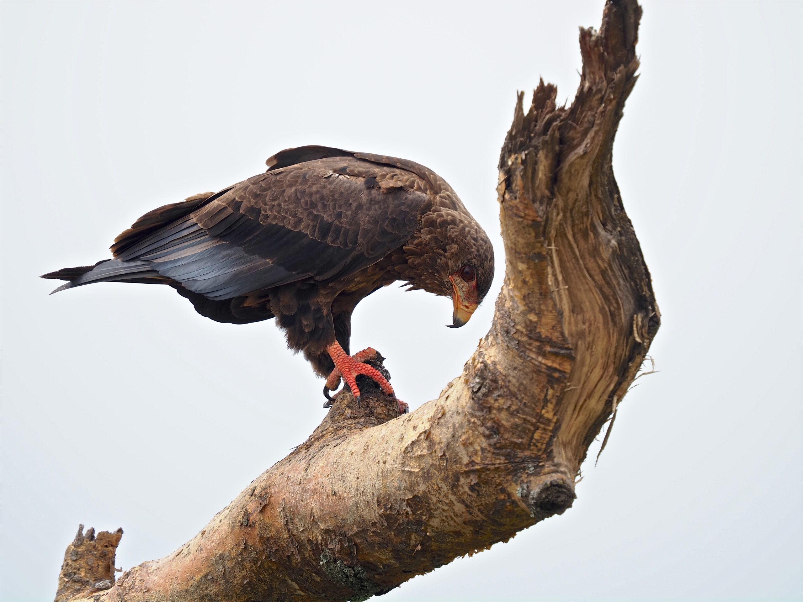6-Day Kidepo and Murchison Semi-Arid Savanna Birding