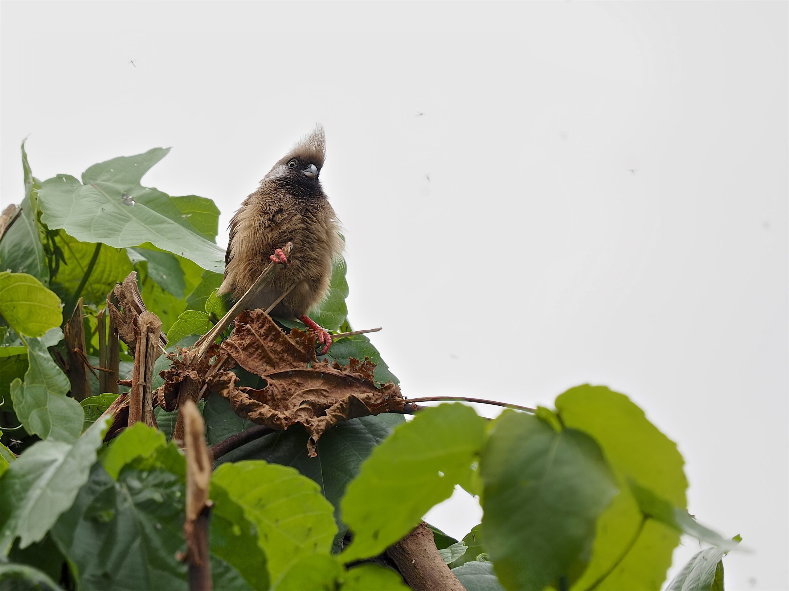 14-Day Uganda Rainforests Birding Safari