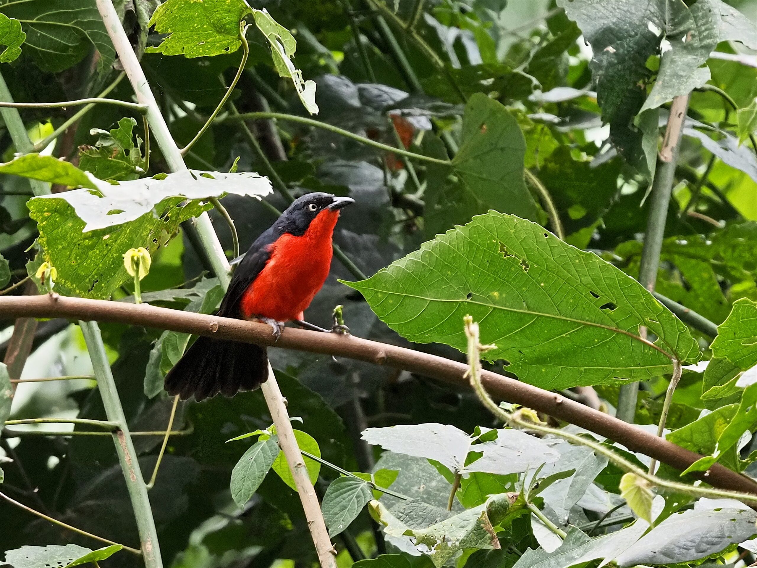 8-Day Queen Elizabeth and Bwindi Birding Safari