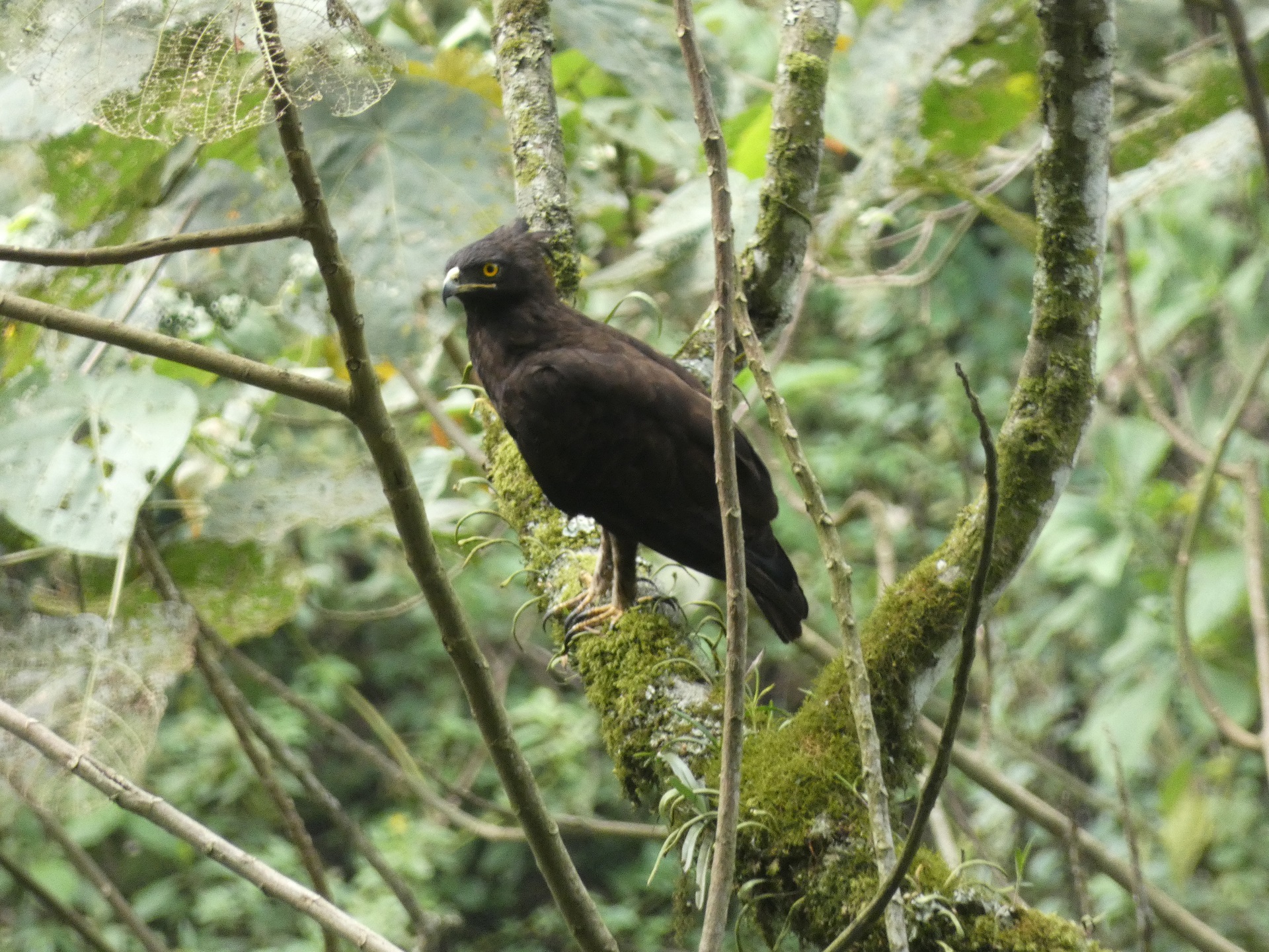 9-Day Uganda Big Five, Primates and Birding Safari