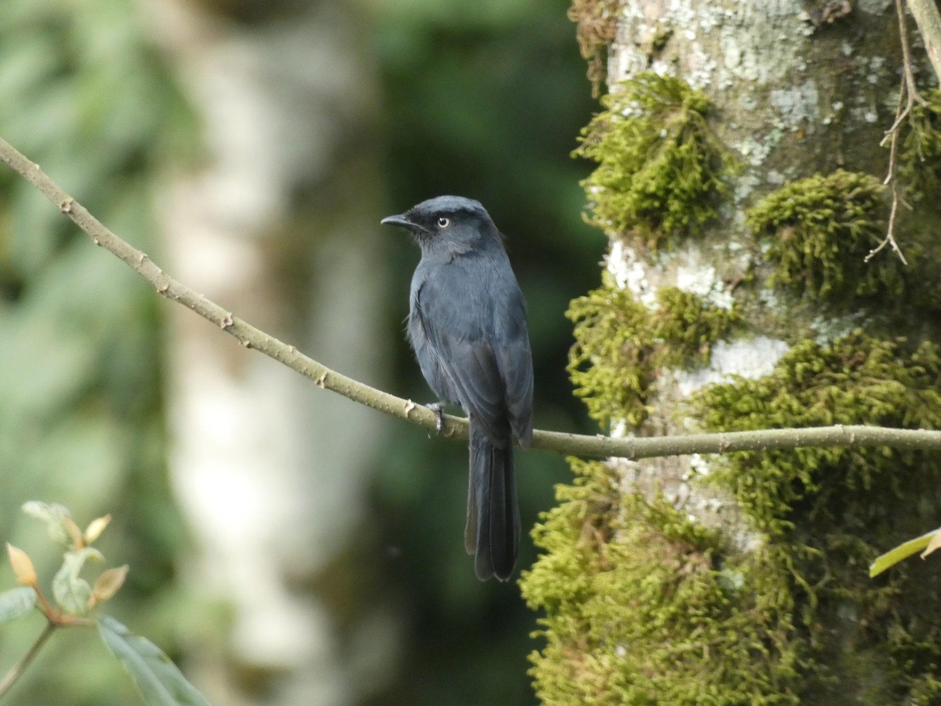 21-Day Uganda Birding and Photography Safari